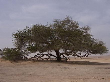 De levensboom is een eenzame boom in de woestijn vlakbij Jebel Dukhan.