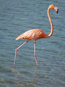 Flamingo, Bonaire