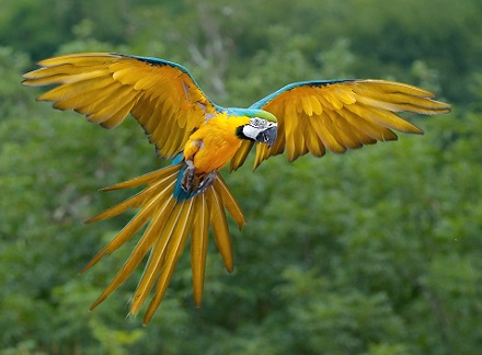 Papegaai Amazone