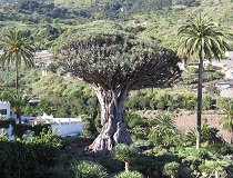 Dragon Tree, Millenium Tree, Tenerife