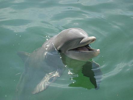 Dolfijn in Costa Rica
