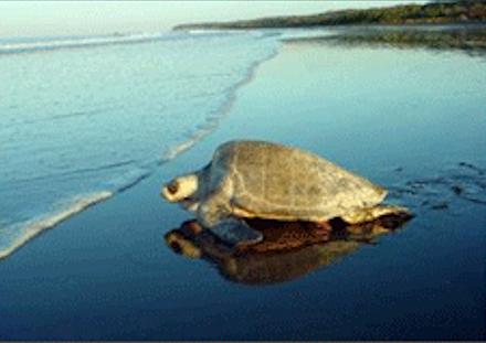 En van de grootste attracties van Costa Rica is het eieren leggen van de schildpadden.