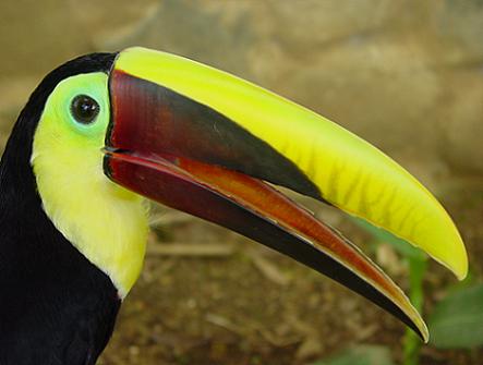 Tucan in Costa Rica