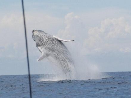 De beste plek om walvissen te zien is het zuidwesten van Costa Rica. Voor de kust van het schiereiland Osa en van Costa Ballena zijn er per jaar twee perioden waarin bultrugwalvissen te spotten zijn. Goede plaatsen om walvissen en dolfijnentours te doen zijn bijvoorbeeld Uvita en Drake Bay.