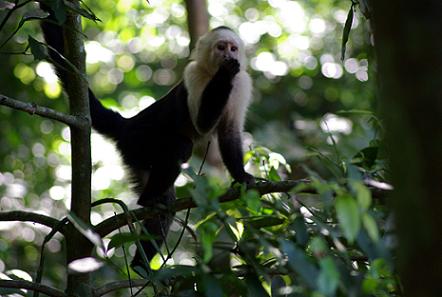 Whiteface in Costa Rica