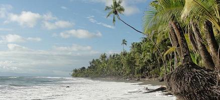 Costa Rica is een prachtig land om heen te gaan met een groepsreis! Hier een foto van de met palmen bezaaide kustlijn in het zuidwesten.