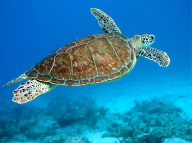Zeeschildpad Curacao