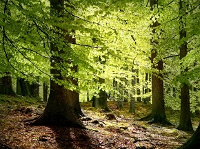 Denemarken bos