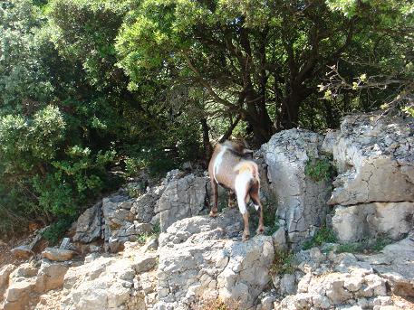 Les Gorges de l'Ardeche is een kloof langs de Ardeche in de oude provincie Vivarais. Het kloofdal heeft enorme rotsformaties van kalksteen uitgesleten door de rivier de Ardeche.