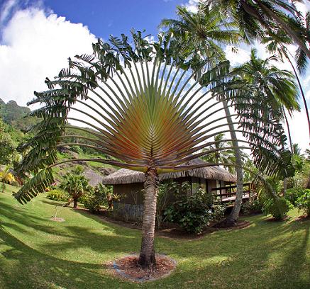 Een huwelijksreis naar Tahiti: Een vakantie met een vleugje cultuur, een intiem diner, een hagelwit strand, een romantisch hotel... Het kan allemaal!