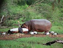 Nijlpaard Kenia
