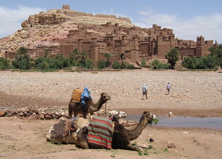 Kamelen in het noorden van Marokko, bij de rivierbedding bij Taourirt
