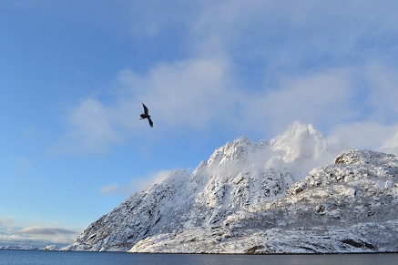 Sea eagle, de Lofoten, Noorwegen