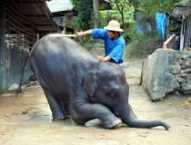 Een jonge olifant met zijn trainer