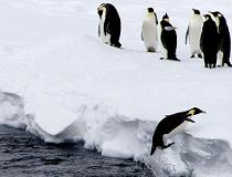Pinguins op Antarctica, van ColdImages