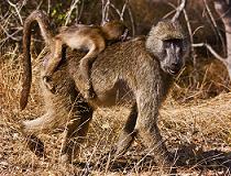 Chacma Baboon in het Kruger National Park, Zuid-Afrika.