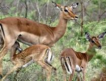 De impala is de bekendste antilope in Zuidelijk Afrika.