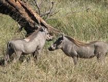 Wrattenzwijnen, warthogs in Serengeti