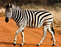 Een zebra in een game reserve vlakbij Pretoria, Zuid-Afrika