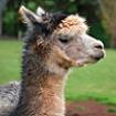 Een alpaca in Melrose, Tasmanie