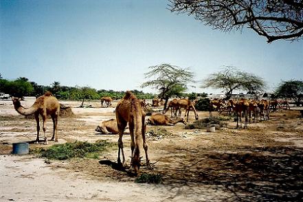 De oom van de huidige koning van Bahrein runt een kamelen boerderij. De kamelen worden gebruikt voor races. U kunt er 175 kamelen, zowel jong als oud bewonderen.