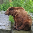 Sinds 1857 al bevinden de berengroeves zich in Bern, naar aanleiding van de legende dat de stichter van Bern, Berchtold V een beer op het schiereiland van de Aare doodde, is de beer het symbool van Bern geworden.