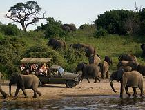 Chobe olifanten, Botswana
