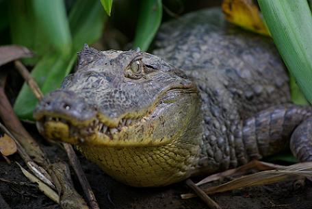 Krokodil in Costa Rica