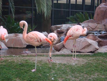 Flamingo Hotel, Las Vegas