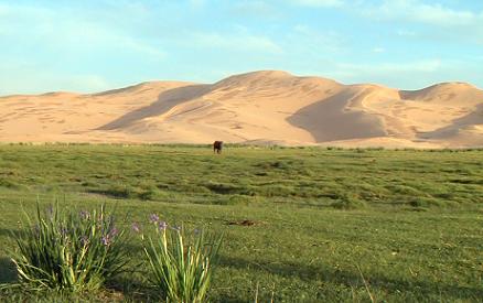 Een oase in de Gobi Woestijn