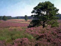 De Veluwe