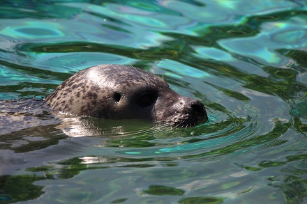 Maak een excursie naar de zeehonden