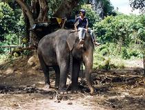 In de nabijgelegen bossen worden verschillende olifantentrekkings aangeboden