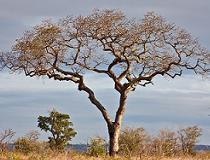 Kruger Park, Zuid Afrika