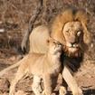 Jonge leeuw met zijn vader
