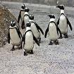 Afrikaanse pinguins bij Boulder Beach, vlakbij Kaapstad, Zuid Afrika