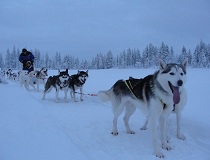 Wanneer u eens een ander soort skivakantie wilt, dan kunt u zeker aan een wintersportvakantie in Scandinavi denken. Waar kunt u tijdens uw skivakantie ook een sneeuwscootertocht maken door de ruige natuur, op safari met de husky's of de rendieren, en overnachten in een iglo?