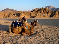 Er is op het gebied van woestijnreizen sprake van een gespecialiseerd en gevarieerd aanbod.