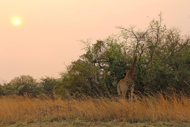 safari Zuid-Afrika giraffe