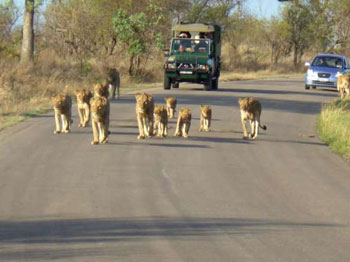 Zuid-Afrika